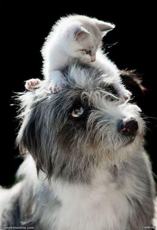 любовь к животным