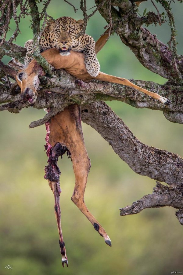 переднеазиатский леопард охотится