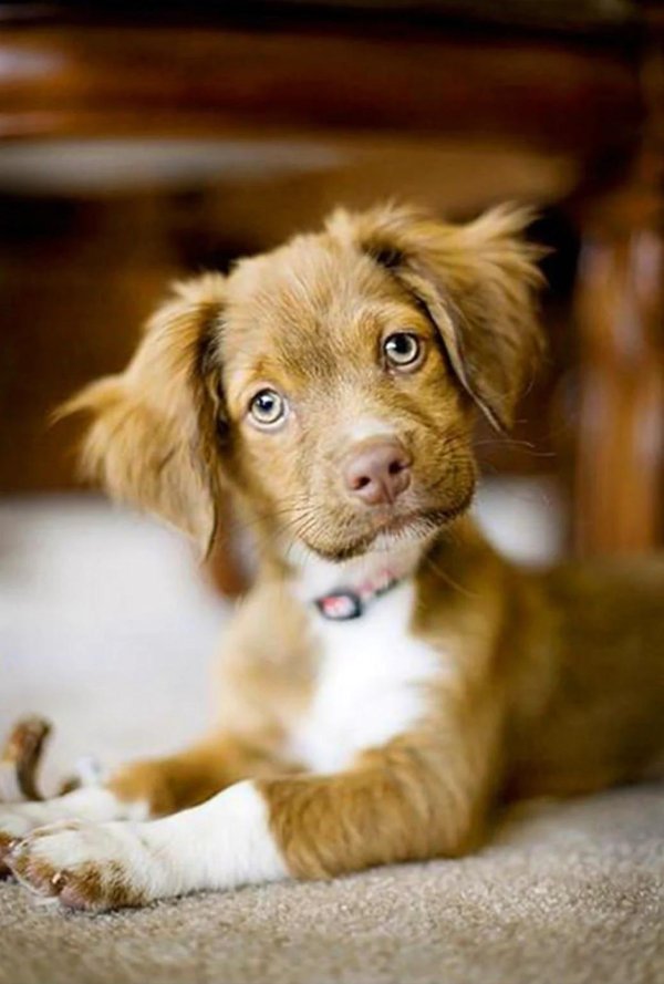 красивые щенки