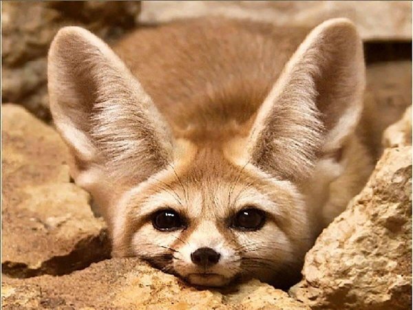 пустынная лиса