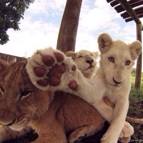 львенок сохры