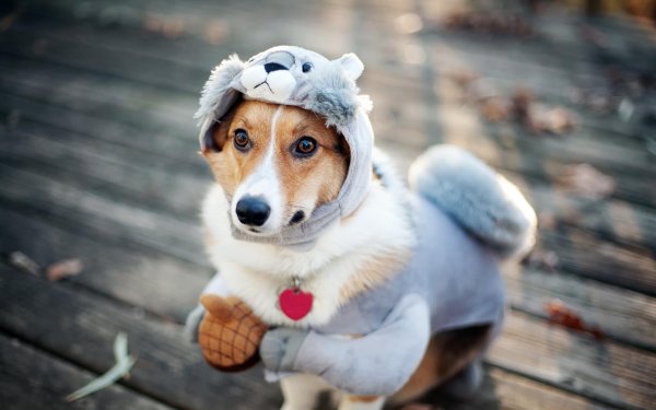 джек рассел