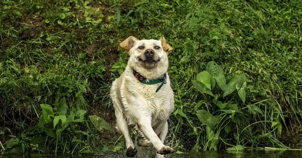 cмешные животные