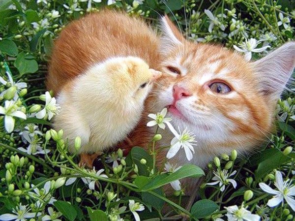 милые цыплята