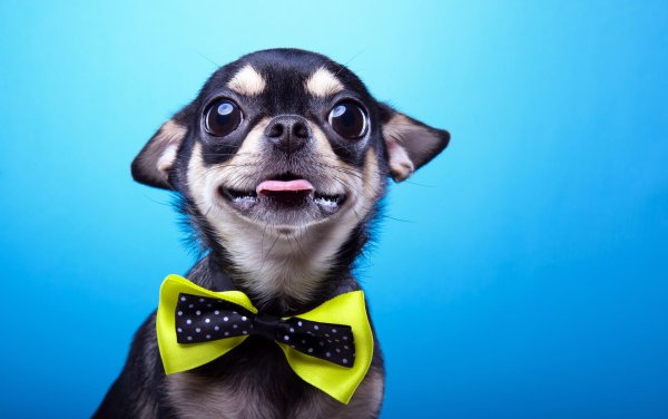 щенки чихуахуа