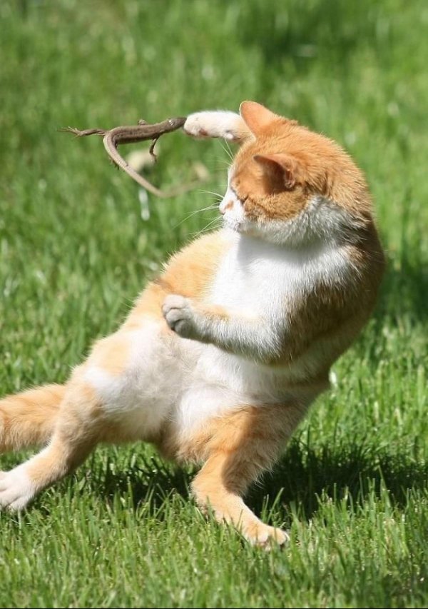 забавные кошки