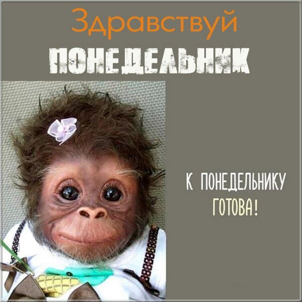понедельник прикольные
