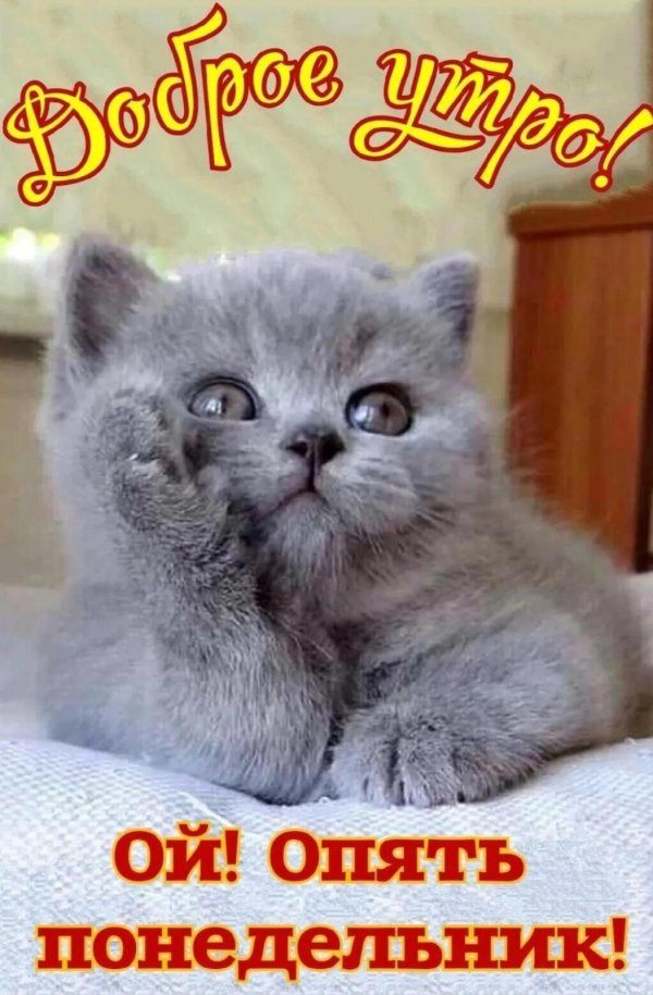 голубые скоттиш страйт котята