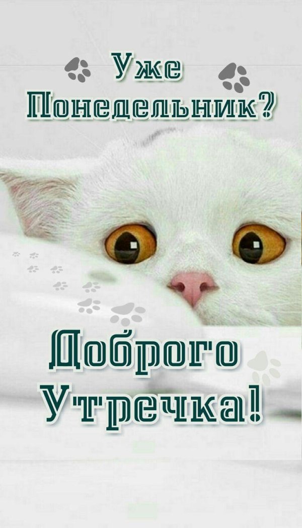 няшные котики