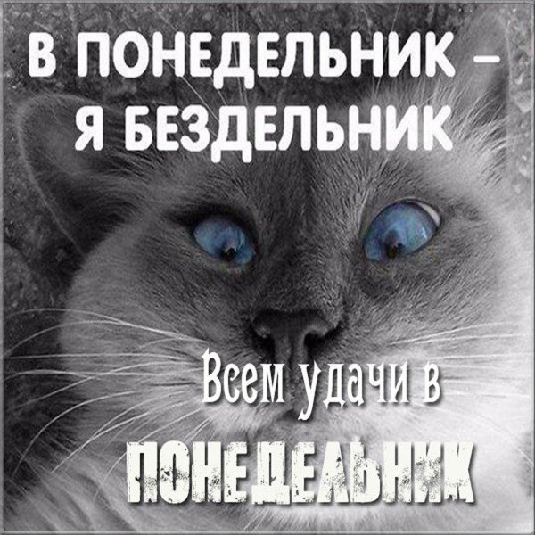 к понедельнику готов