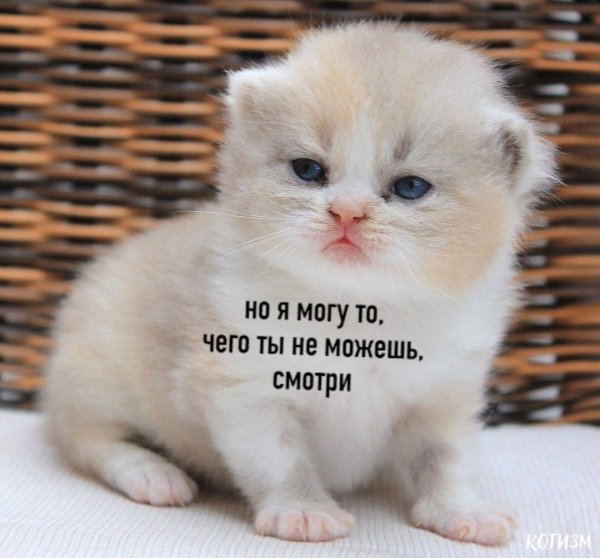 милота надпись