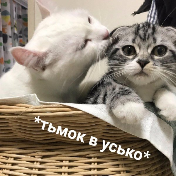 котенок кусь