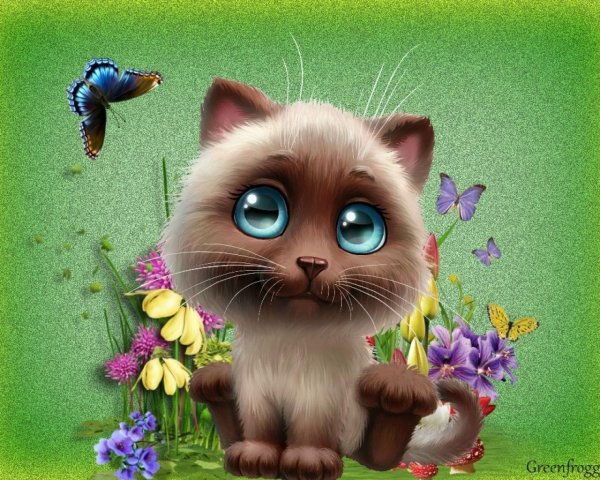 открытка котик