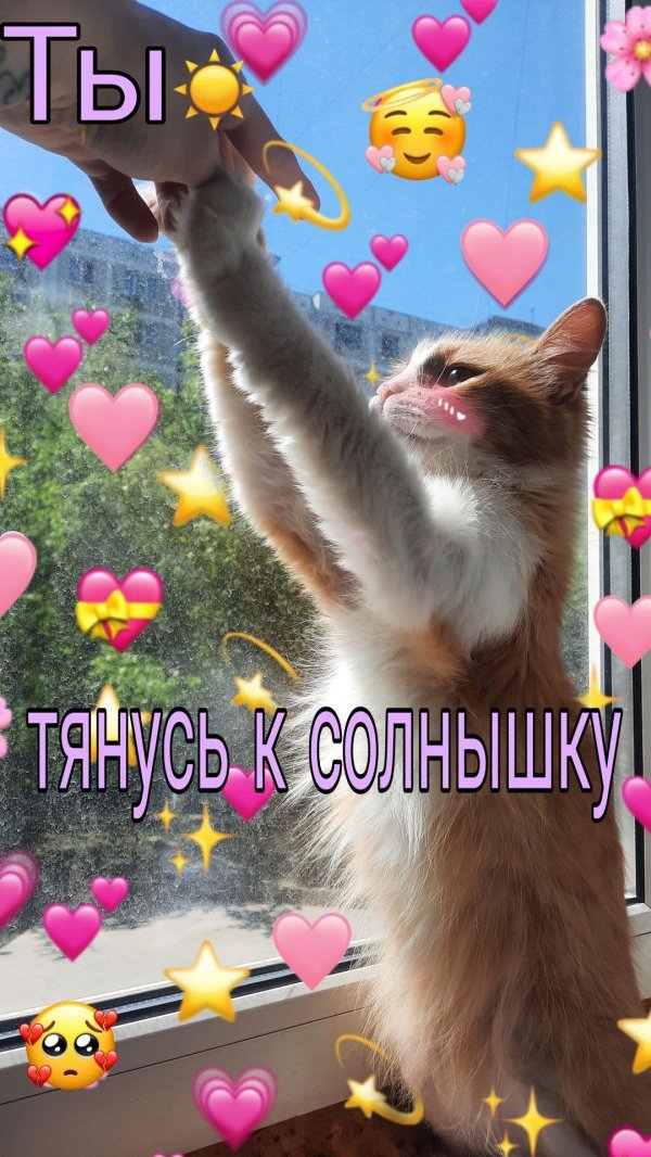 котики и сердечки