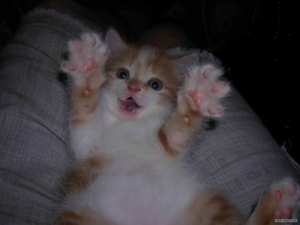 котята с надписями