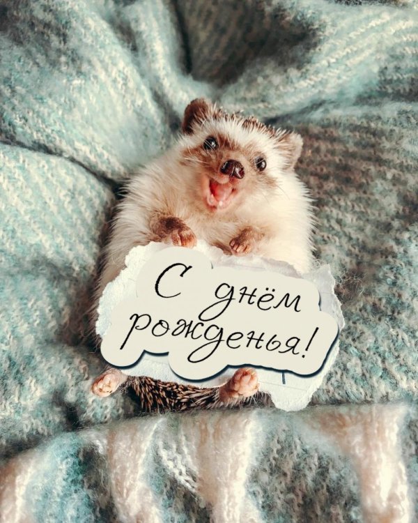 маленькие ежики