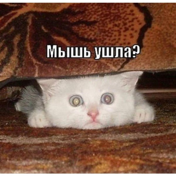 уходит мышь