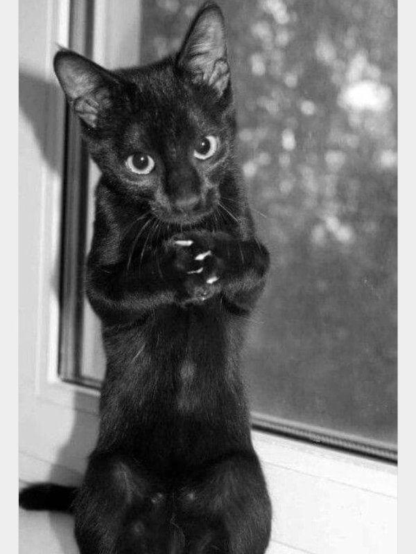 котенок черный