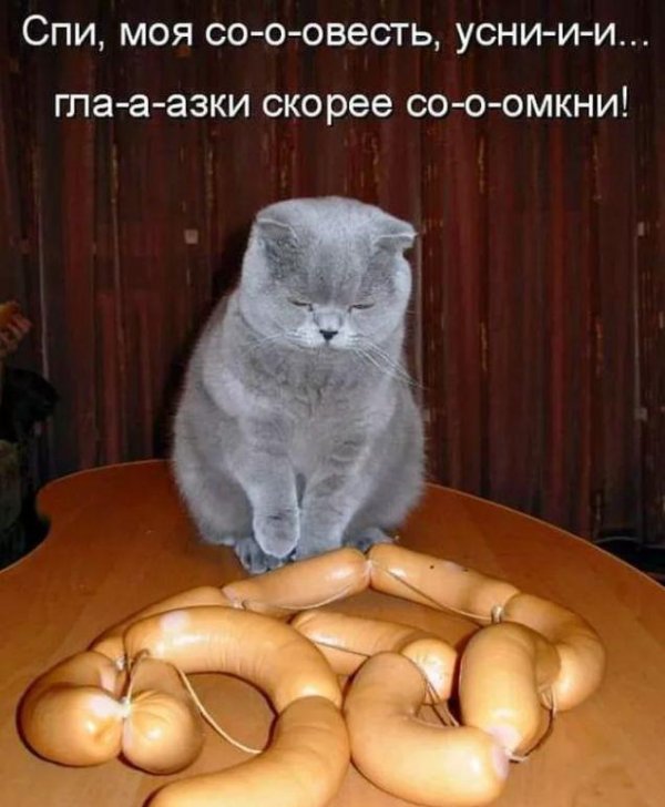 кот сосиска