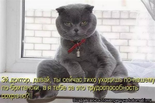 смешной британский кот