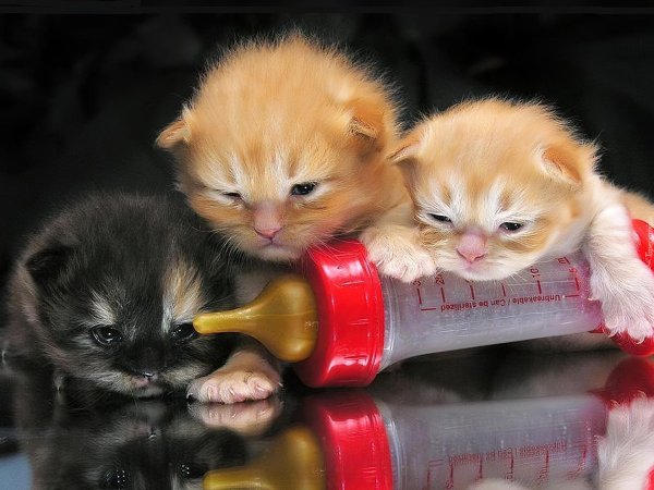 соска для котят