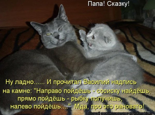 смешные коты с надписью