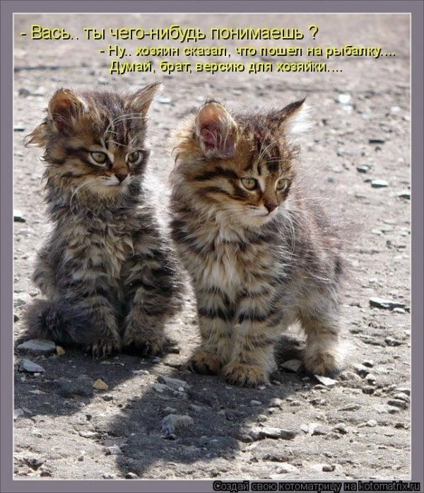прикольные надписи с котиками