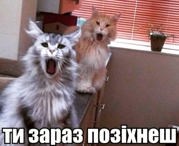 смешной кот