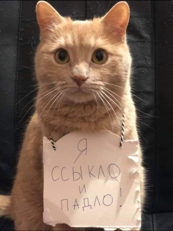 приколы с котами