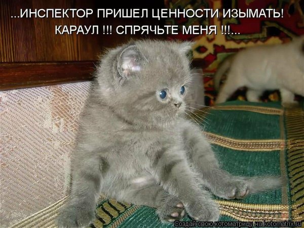 британская котенок