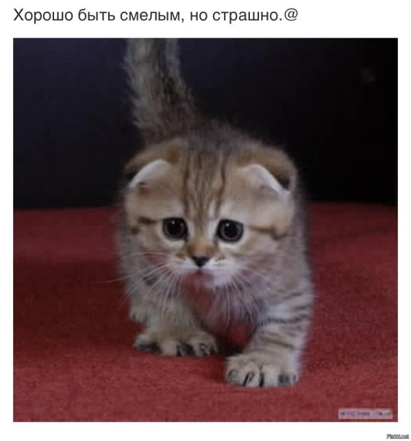 шотландская вислоухая тигровая табби