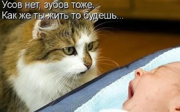 прикольные надписи с котиками