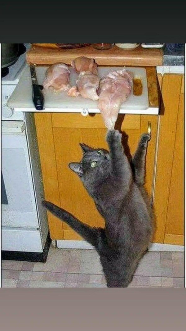 прикольная кошка