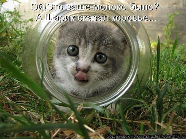 прикольные коты с надписями