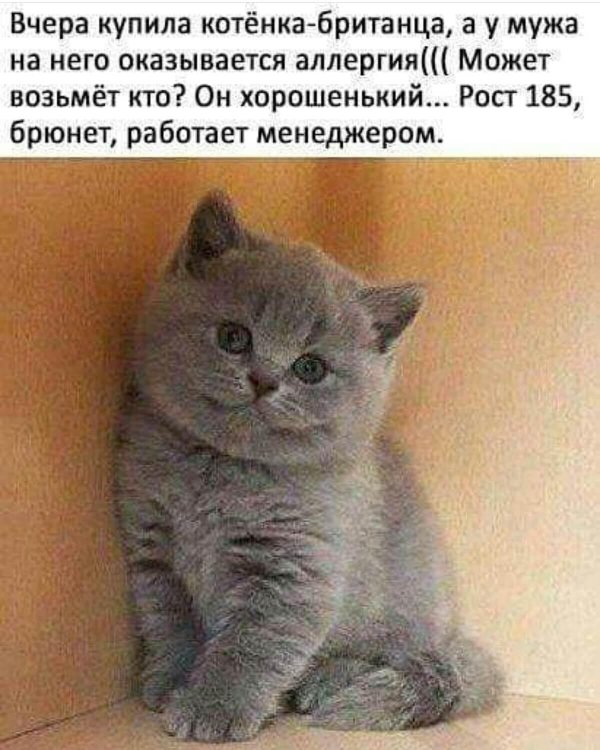 котенок британец