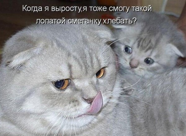 смешные коты с надписью