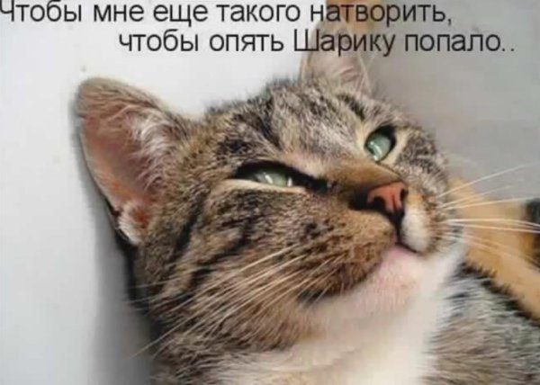 смешные коты с надписью