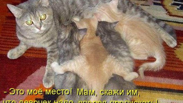 прикольные надписи с котиками