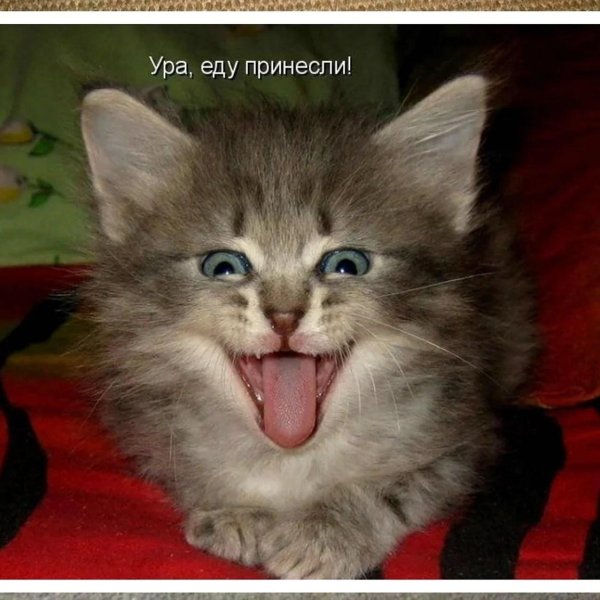 С кошками с надписями прикольные