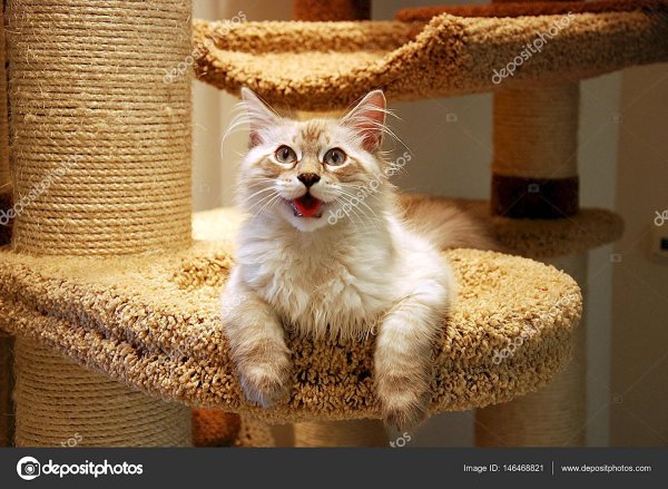 смешные коты с надписью