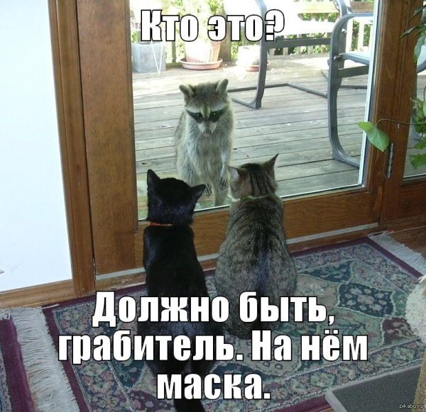 коты юмор