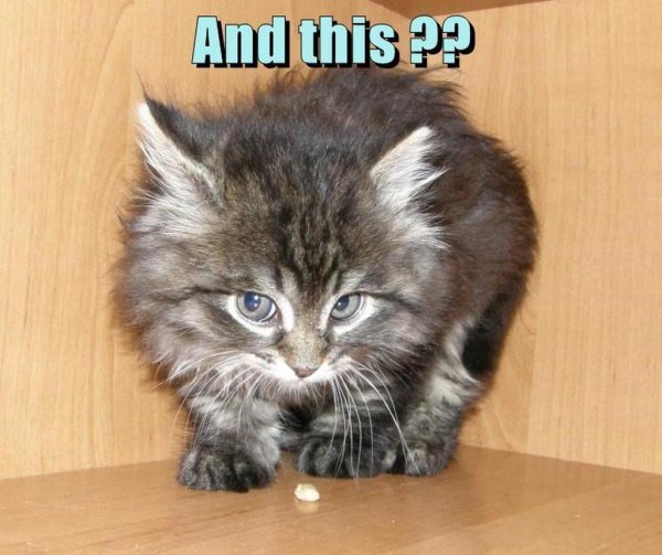 котенок сибирский