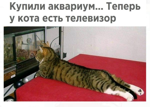 котэ тв