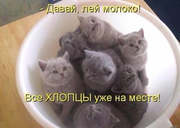 котята с надписями
