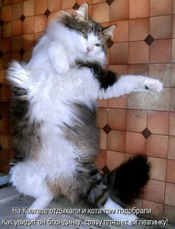 кот прикольный