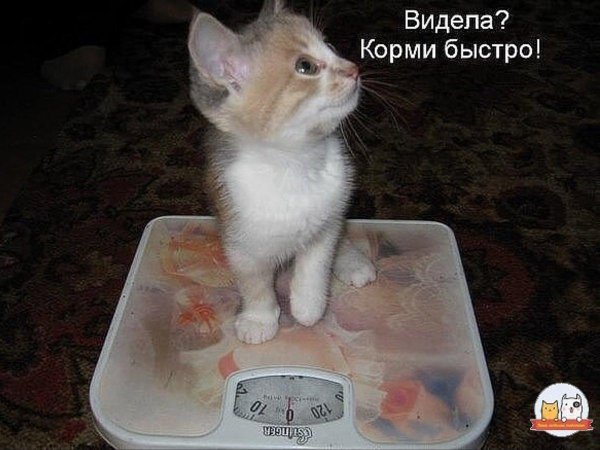 корми скорей