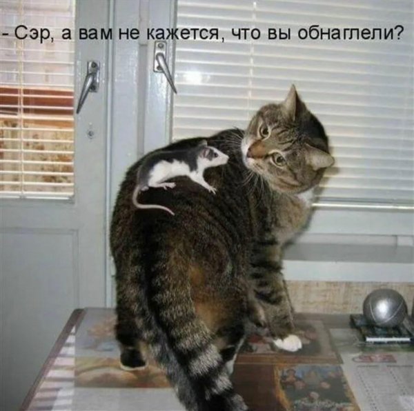 прикольные коты с надписями