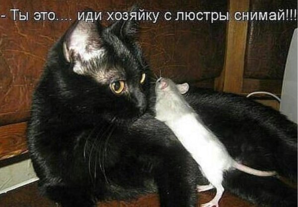 кот и крыса