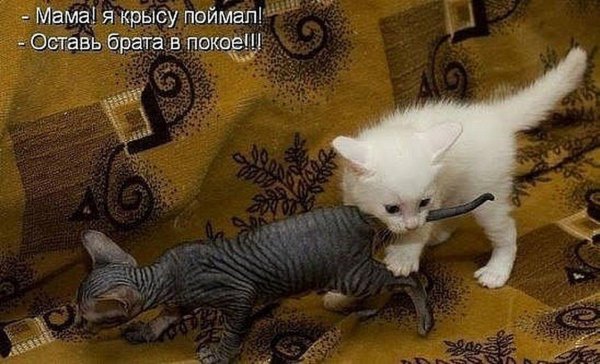 приколы про кошек