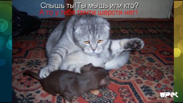 шотландская вислоухая кошка лапы